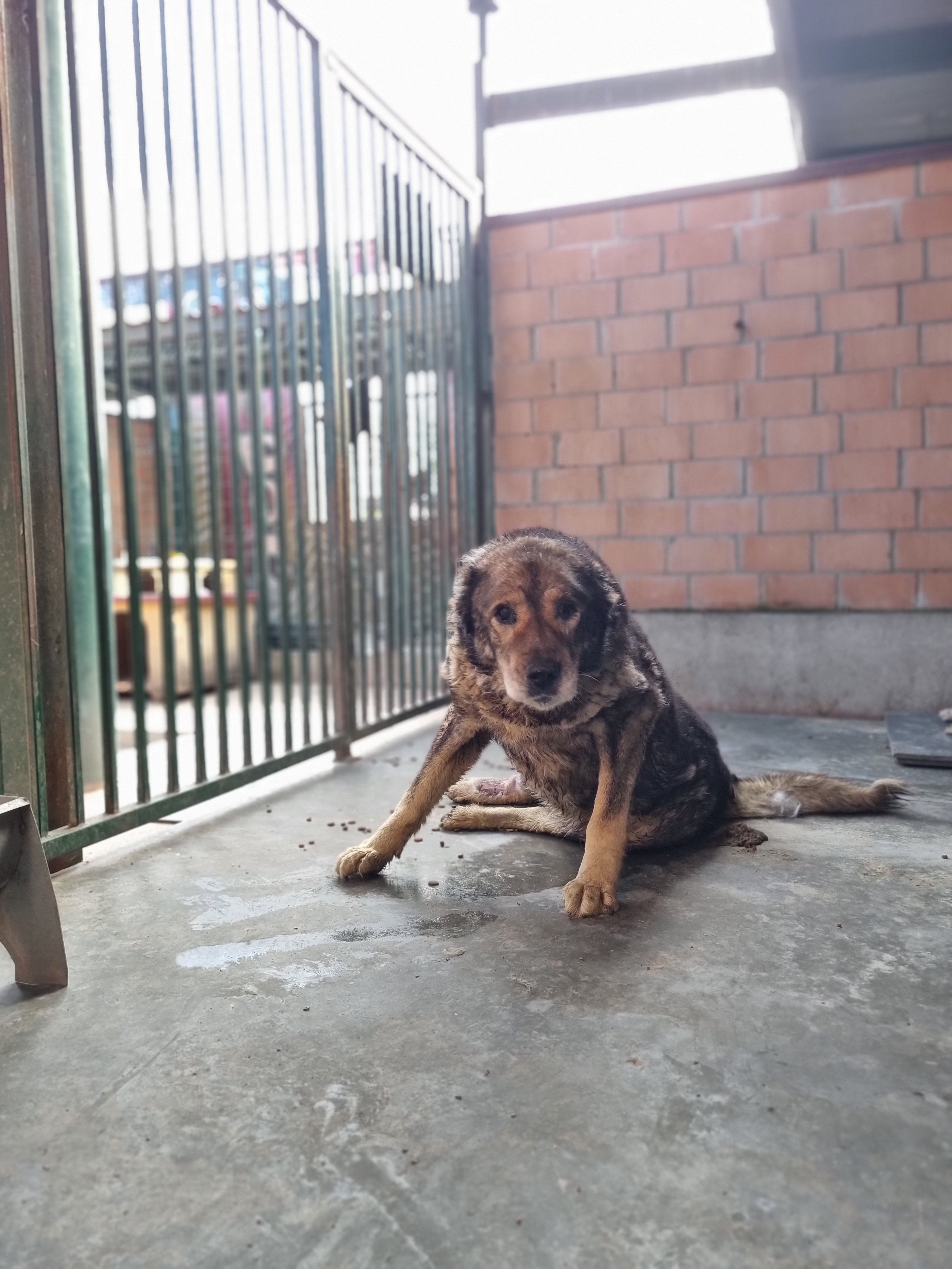 ქართული ნაგაზი. ბათურა