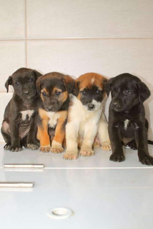 მეტისის ლეკვები უსახელო