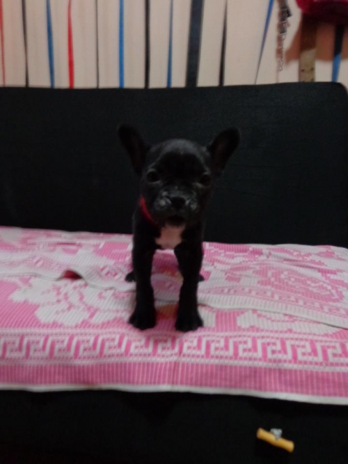 ფრანგული ბულდოგი ლილი