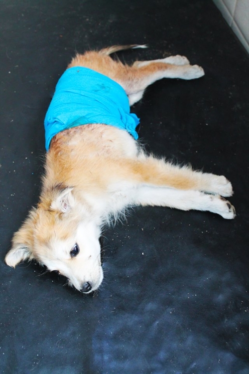 მეტისი უსახელო