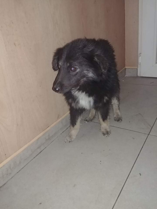 მეტისი უსახელო