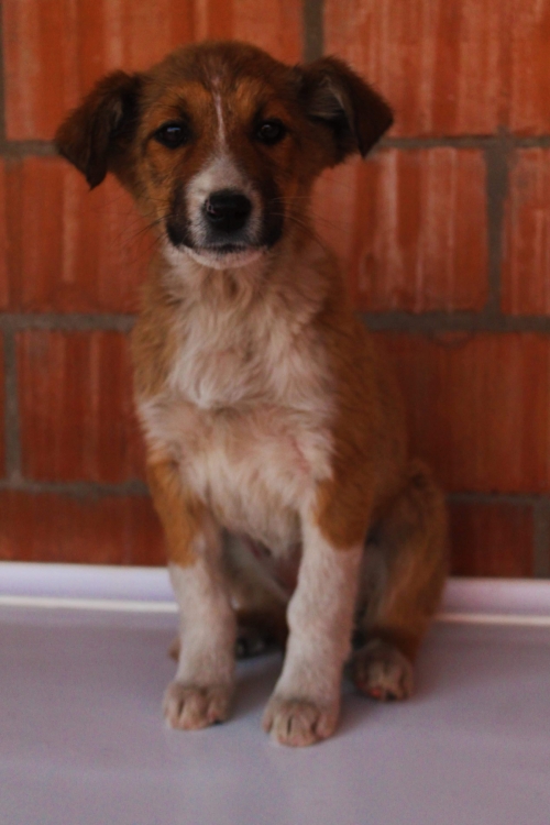 ქართული ქოფაკი უსახელო