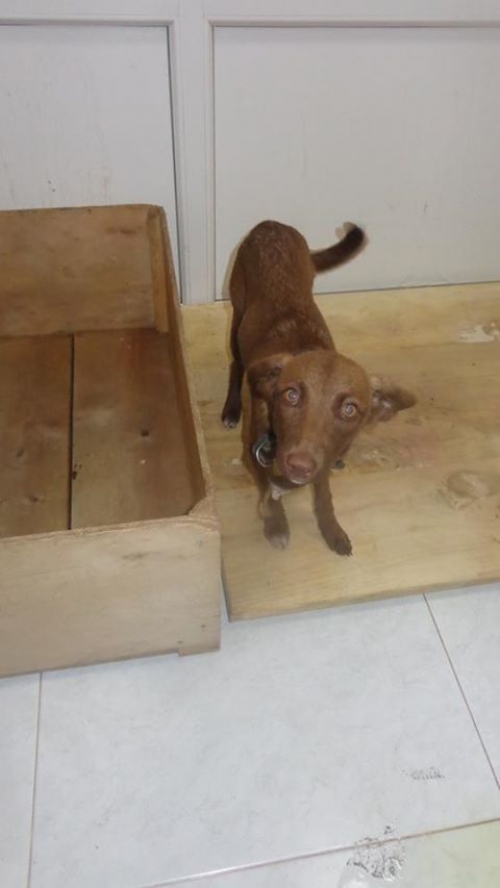 მეტისი უსახელო