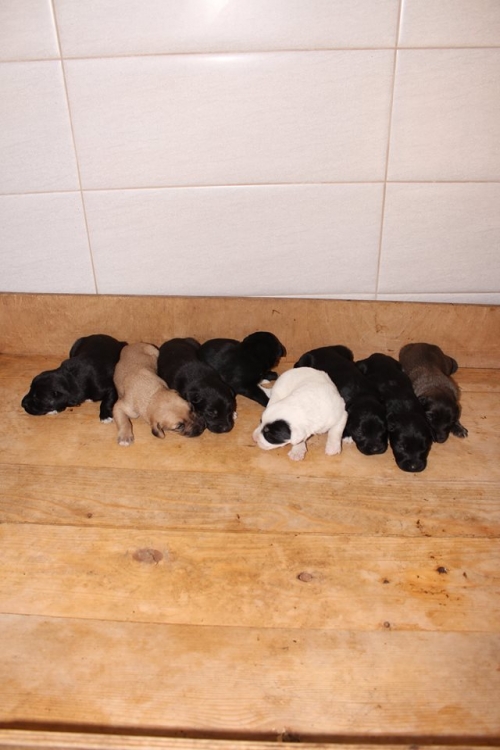 მეტისის ლეკვები უსახელო