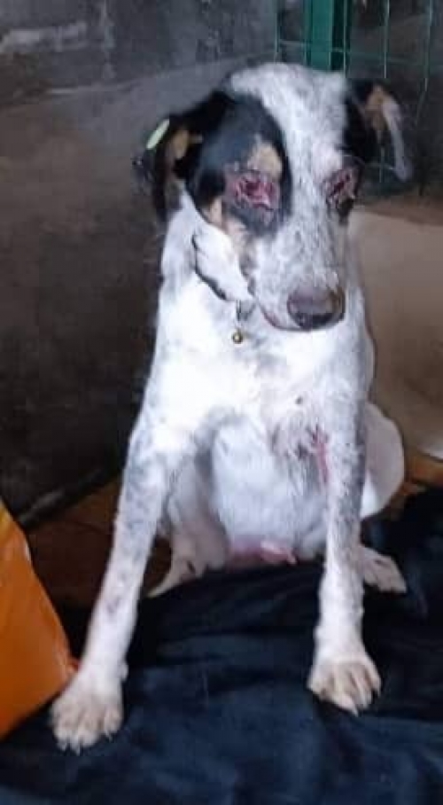 მეტისი ჩააბარა ნანუცი კიკნაძე