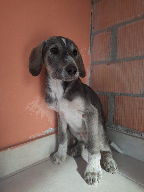 მეტისი გურამიშვილის მეტრო