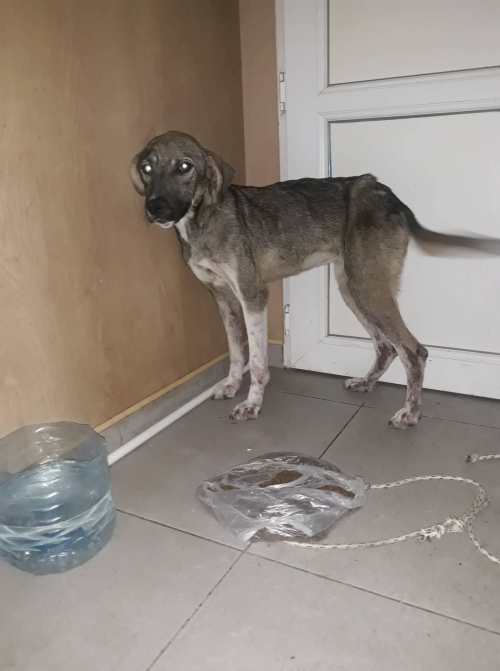 მეტისი თავშესაფართან ნაპოვნი