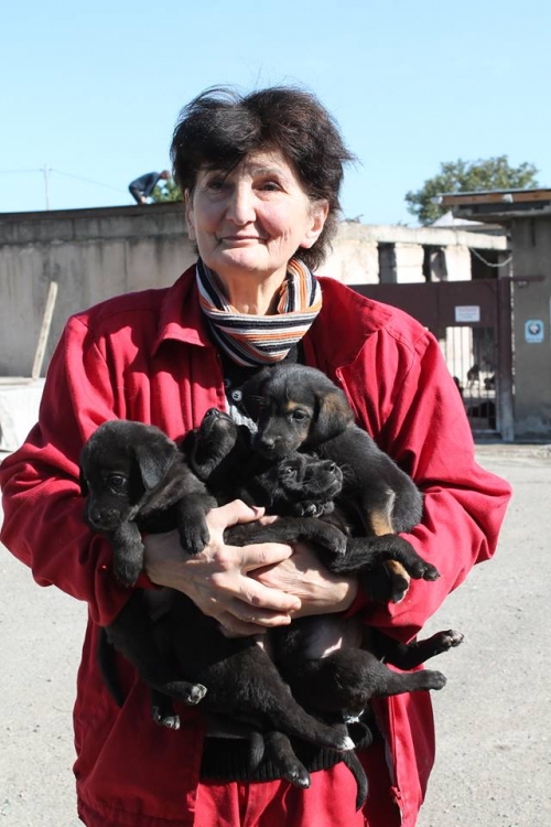ლაბრადორის მეტისი უსახელო