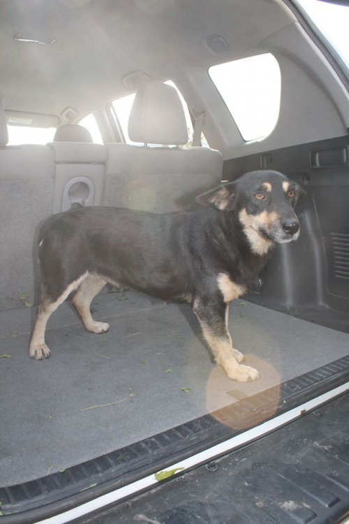 მეტისი ყურშა