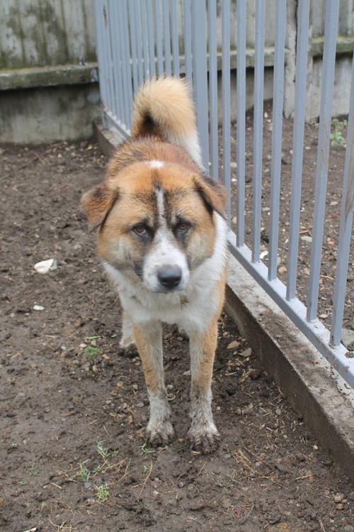 ქართული ქოფაკი აკულა