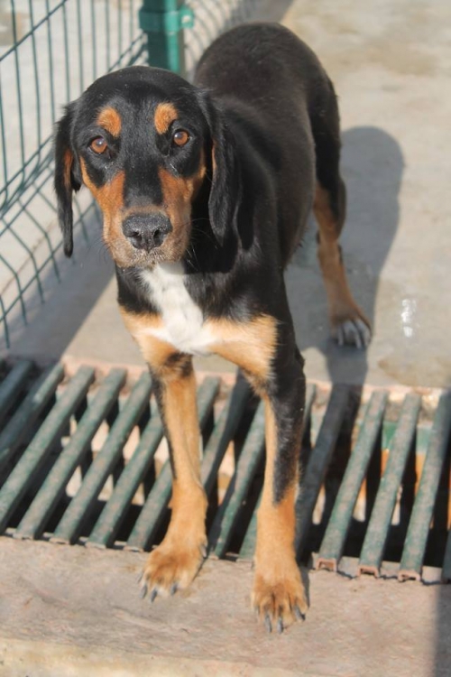 გონჩის მეტისი უსახელო