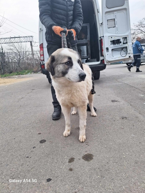 მეტისი გადმოყვანილია მუნიციპალური თავშესაფრიდან