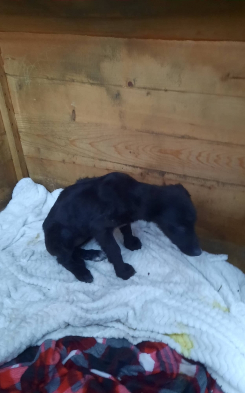 მეტისი საგურამო