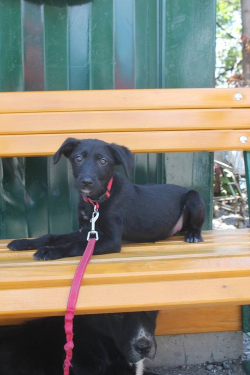 მეტისი უსახელო