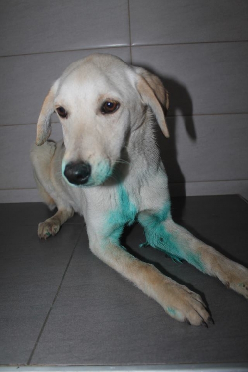 მეტისი უსახელო