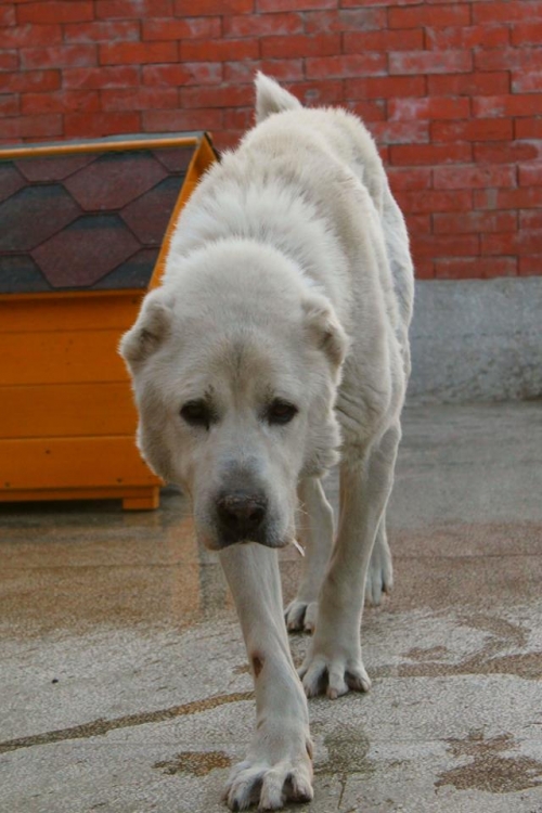 ქართული ნაგაზი ტაისონა