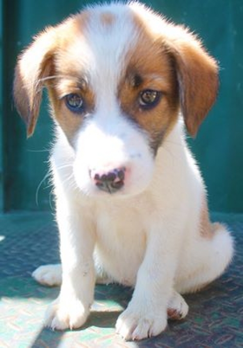 ქართული ქოფაკი უსახელო