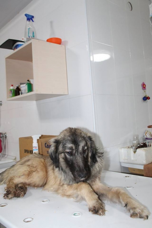 მეტისი უსახელო