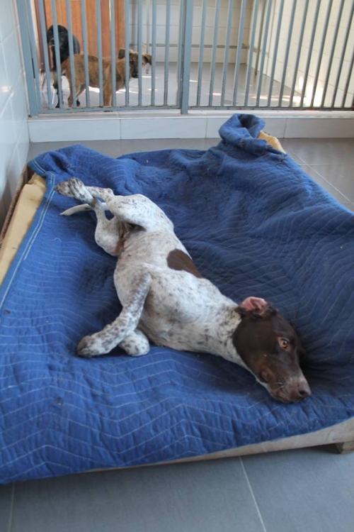 კურცხაარი უსახელო