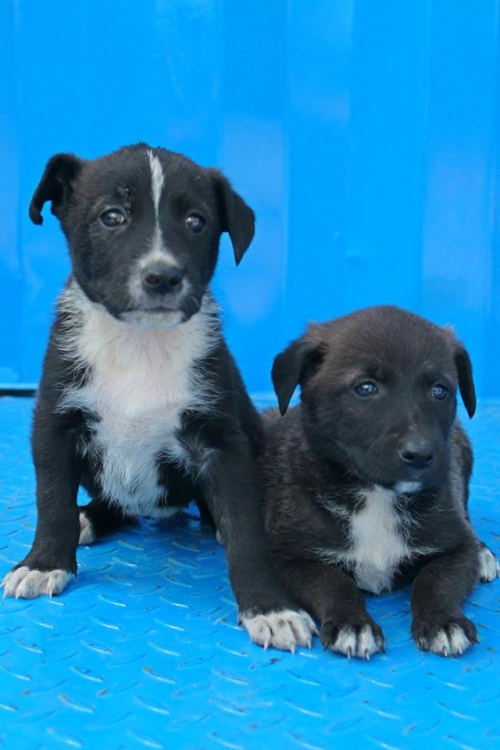 მეტისის ლეკვები უსახელო