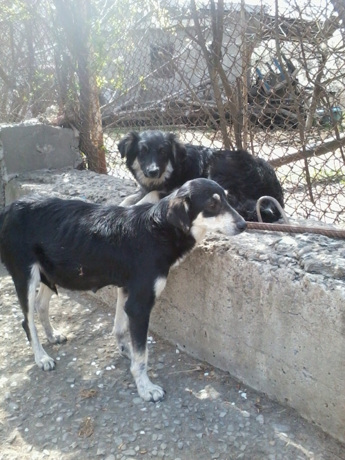 მეტისის ლეკვები უსახელო