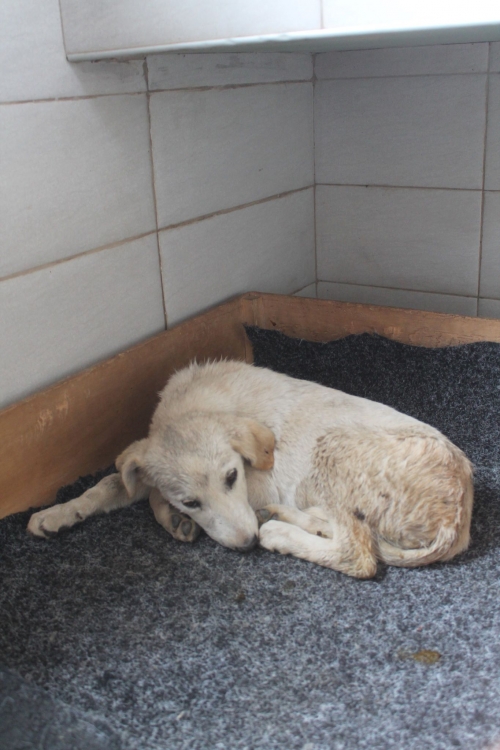 მეტისი უსახელო