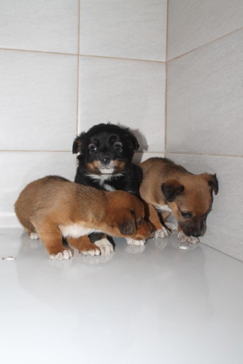 მეტისის ლეკვები უსახელო