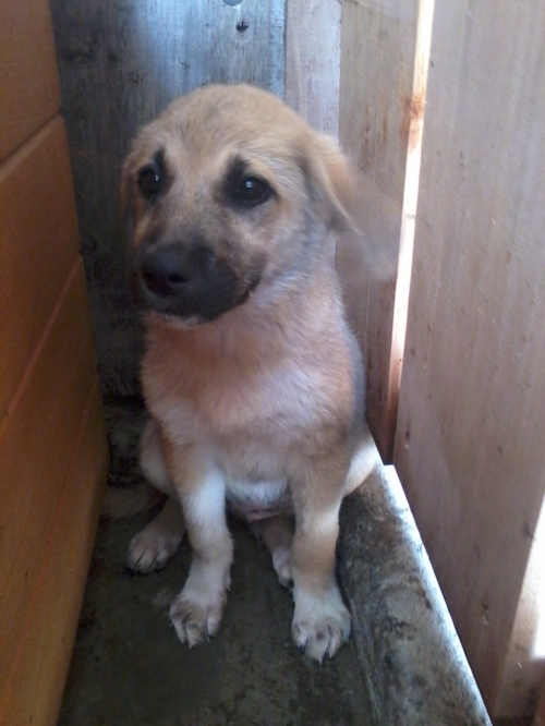 მეტისი უსახელო