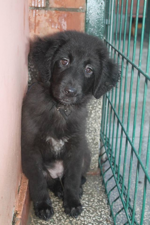 ქართული ქოფაკი შუსტრი