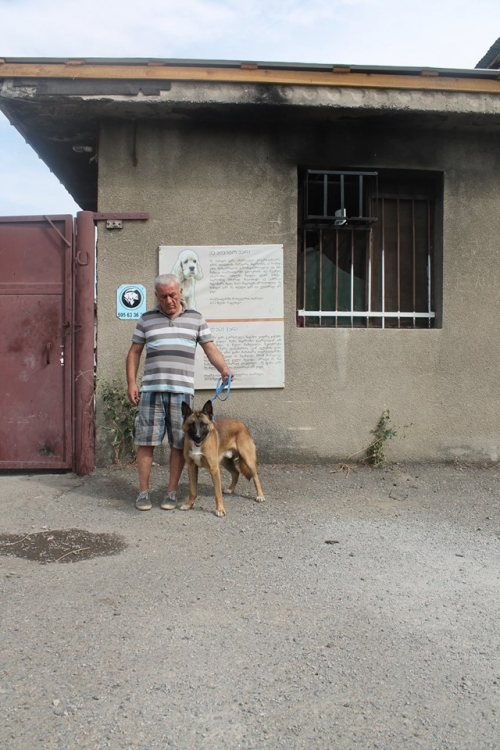 გერმანული ნაგაზის მეტისი როკი