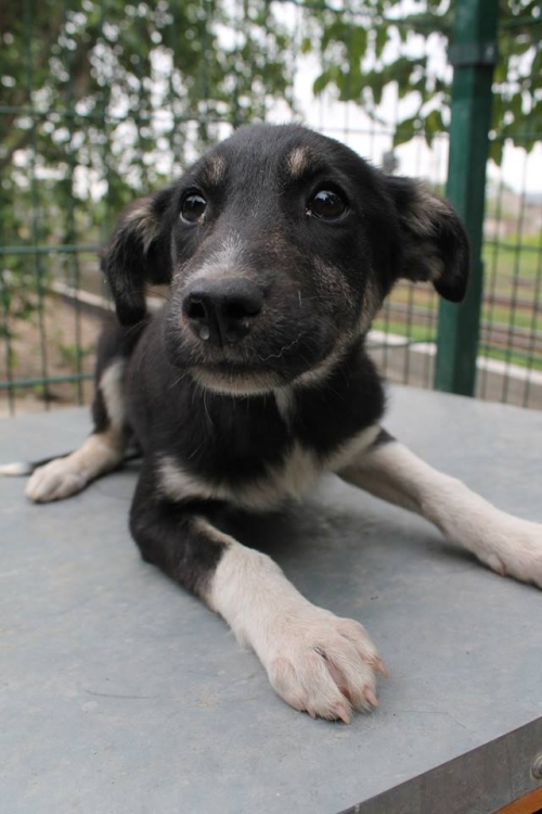 მეტისი უსახელო