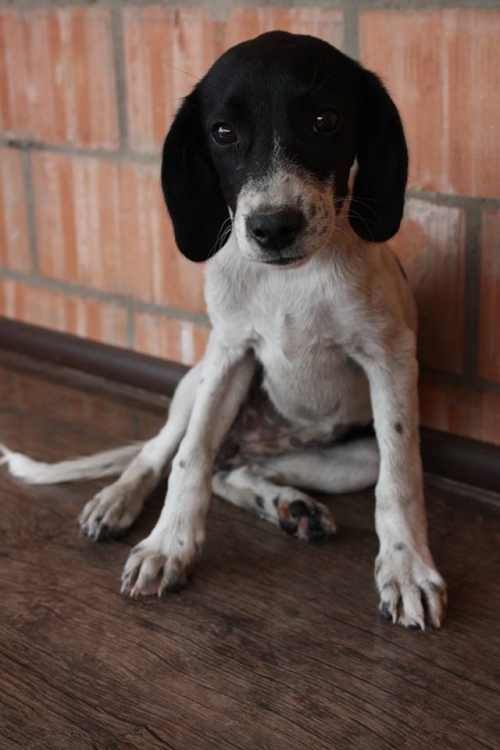 პოინტერის მეტისი უსახელო