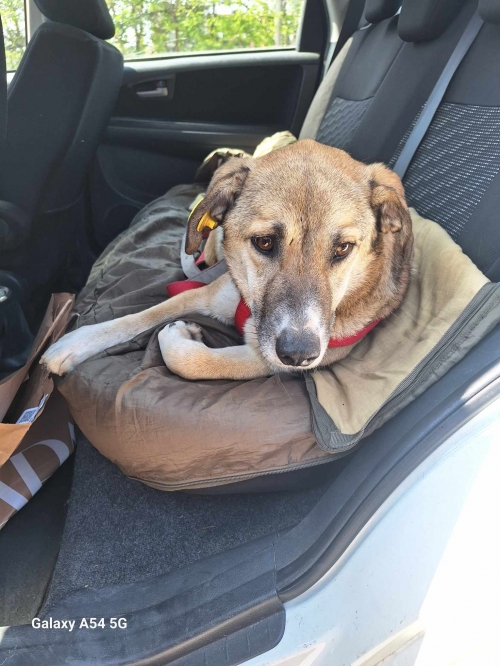 მეტისი ლუი