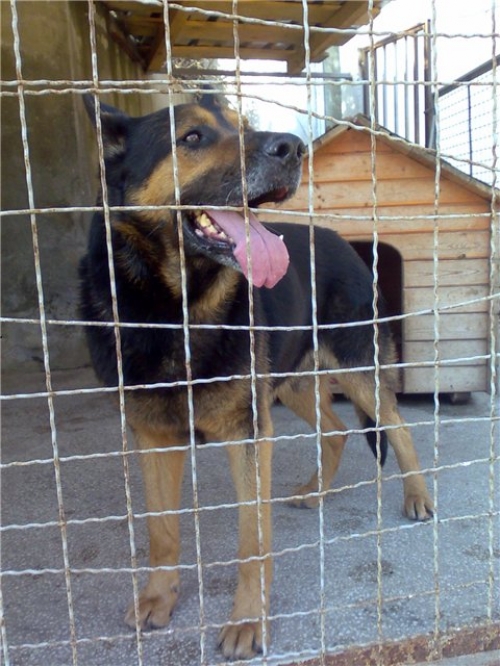 გერმანული ნაგაზი ნაპოვნია გერმანული ნაგაზი