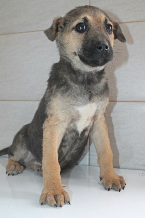 მეტისი მარგო