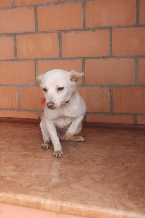 ტოი ტერიერ ბაბი