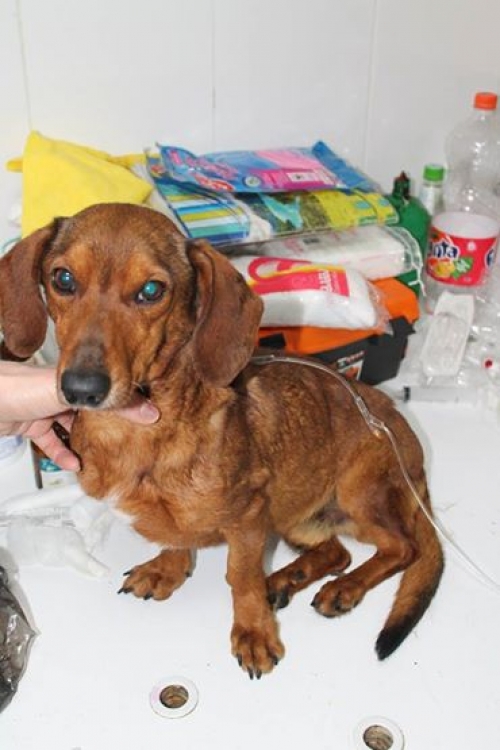 ტაქსა ტობი