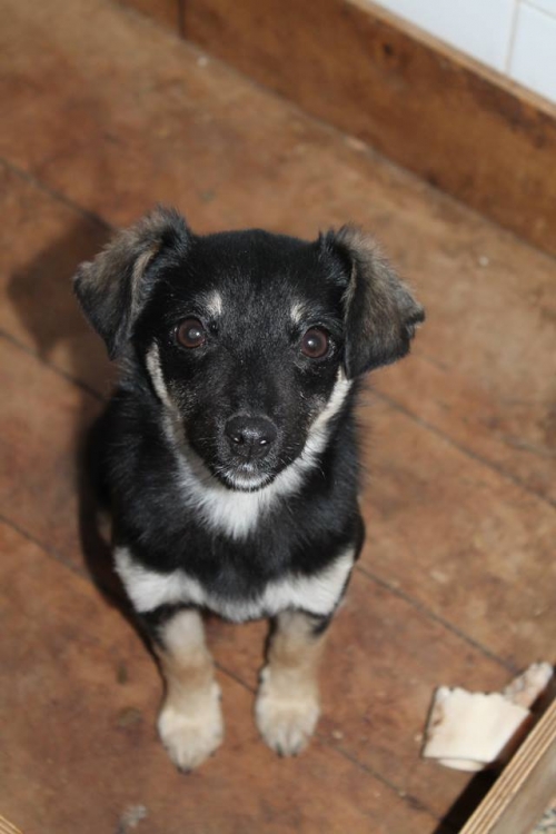 მეტისი უსახელო