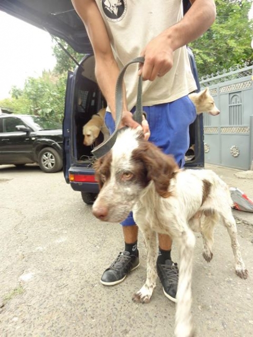 მეტისი ბურძგლა