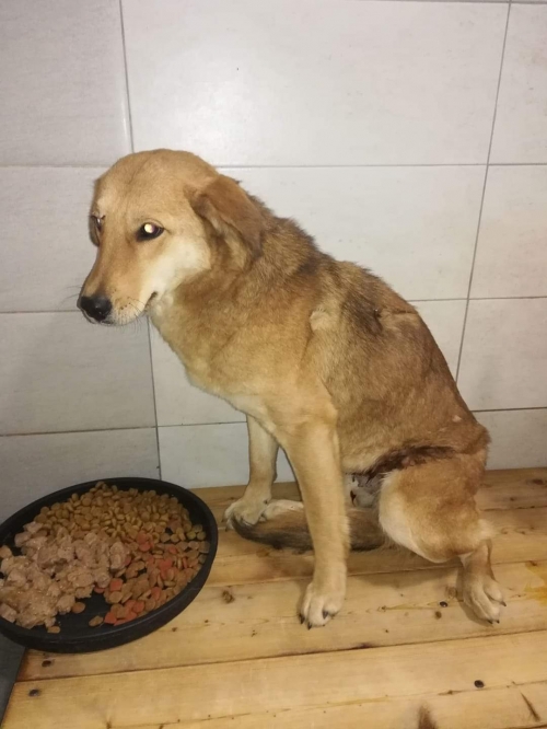 მეტისი უსახელო