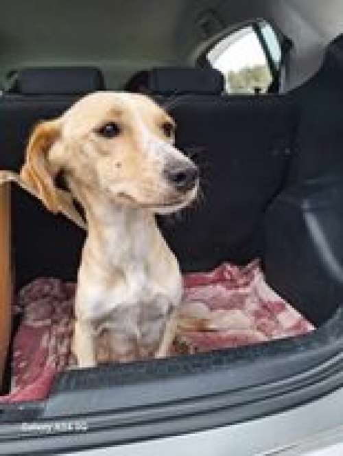 მეტისი ჩოხატაური