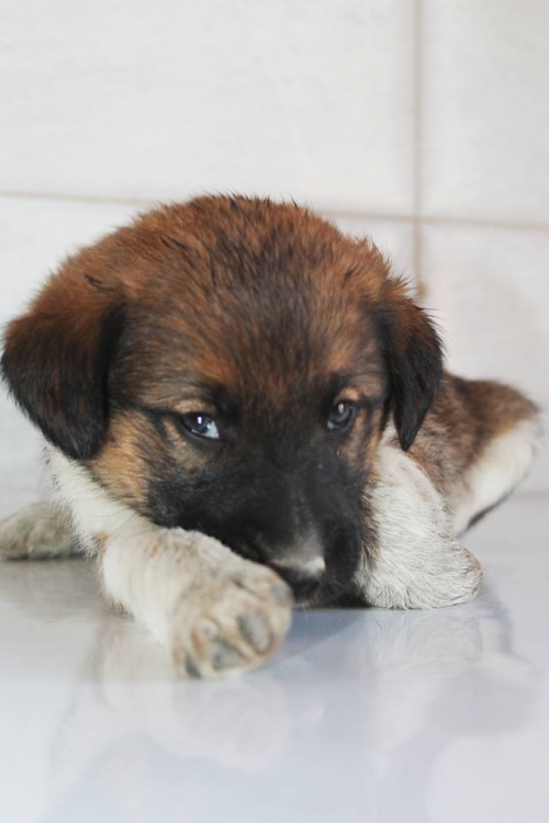 მეტისი უსახელო