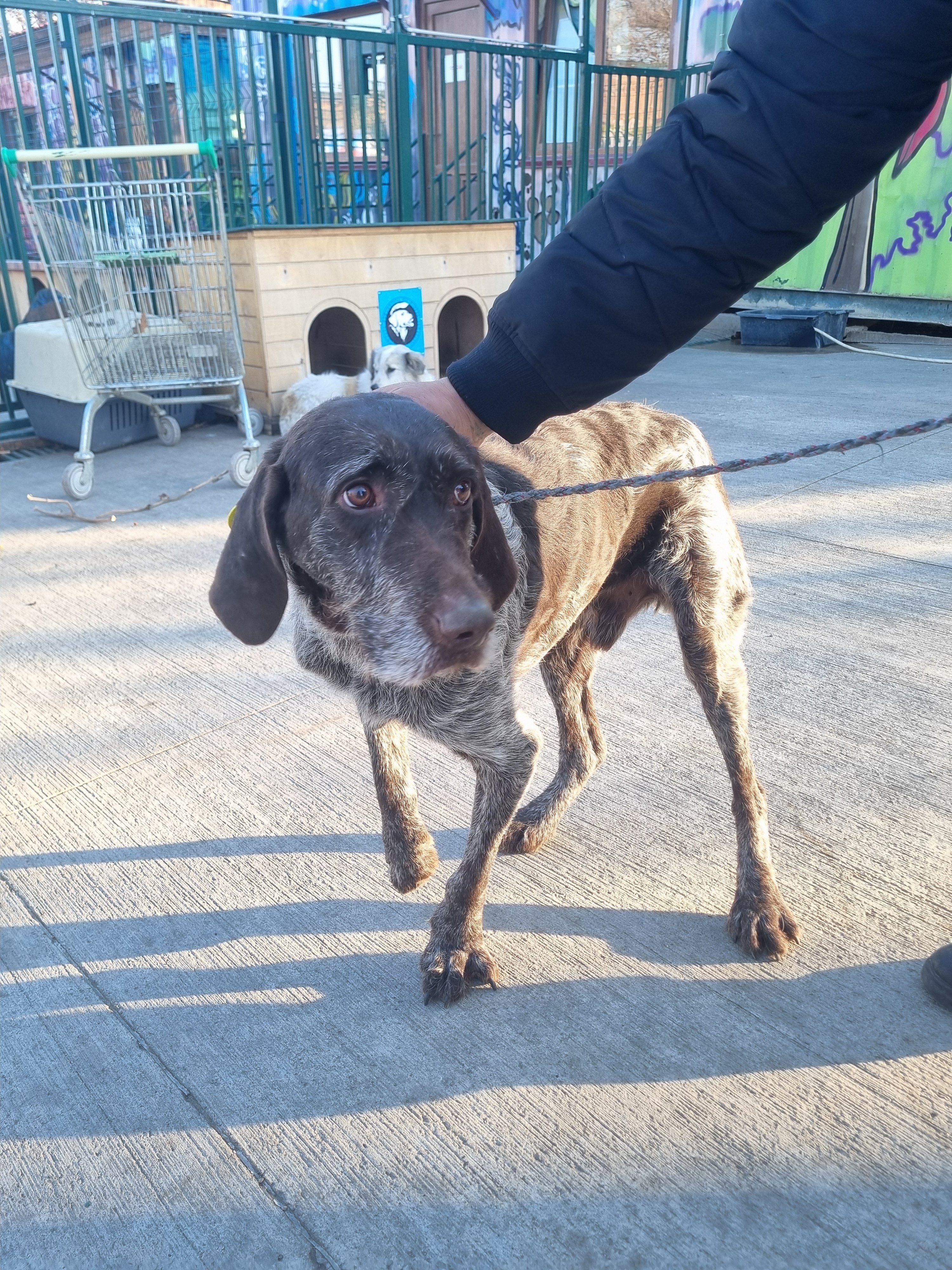 დრათჰაარი. ვარკეთილის 1 მკრ.