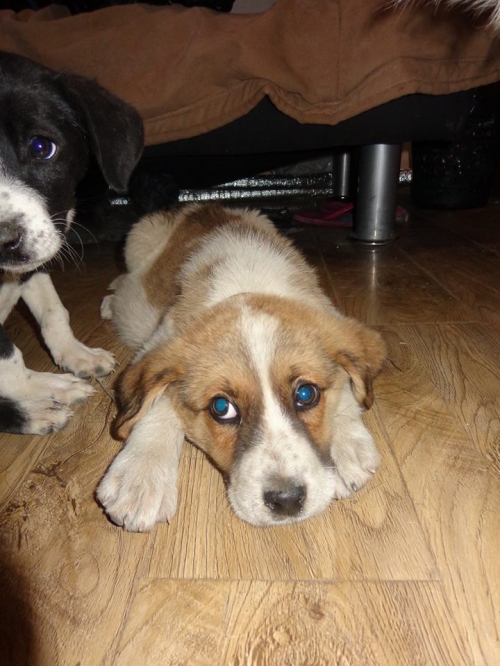 მეტისი უსახელო