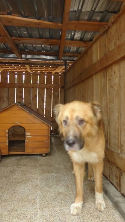 ქართული ნაგაზი ბოთე