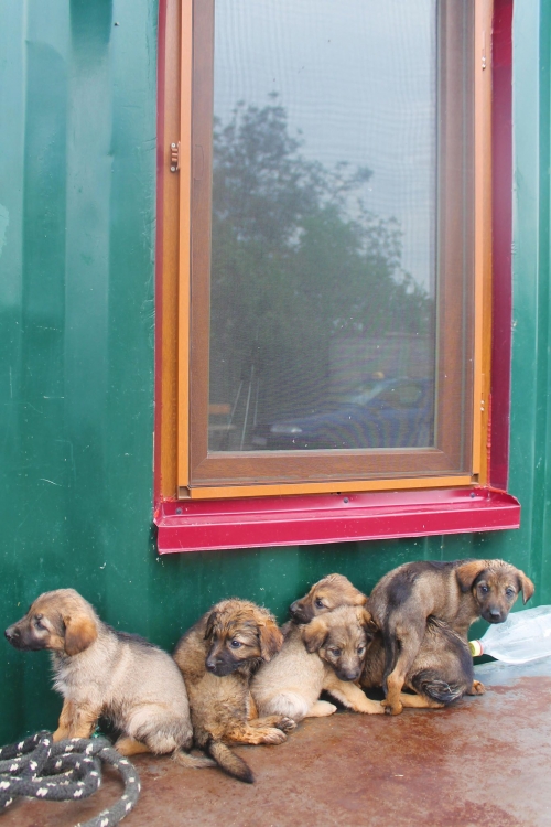 ქართული ქოფაკი უსახელო