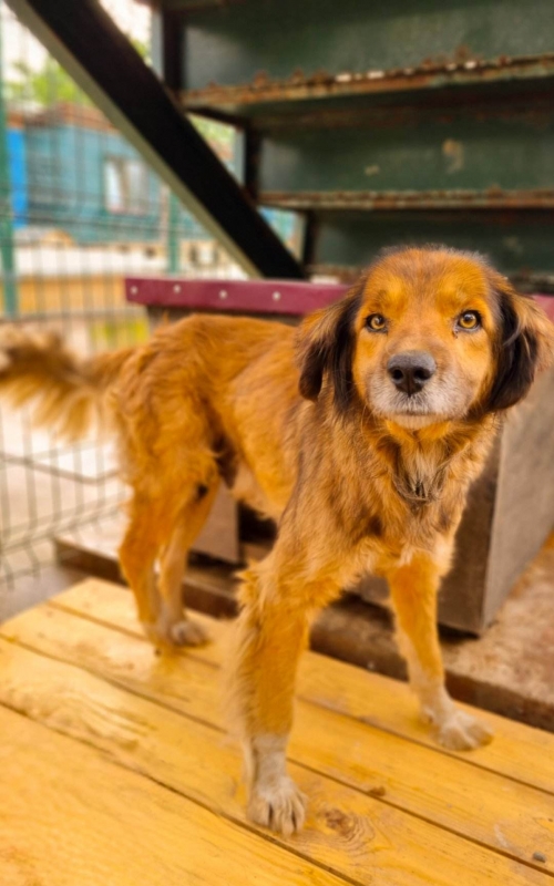 მეტისი აწყურის ქუჩა.