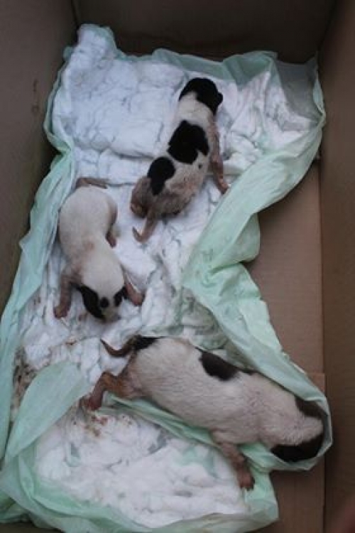 მეტისი უსახელო