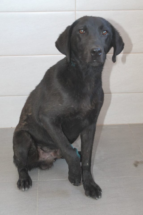 მეტისი უსახელო