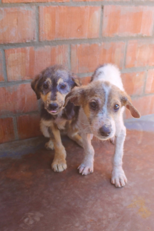 მეტისი უსახელო